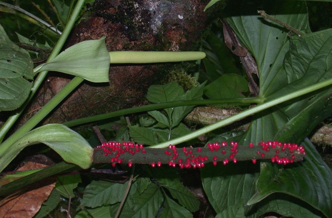 Kalla 12