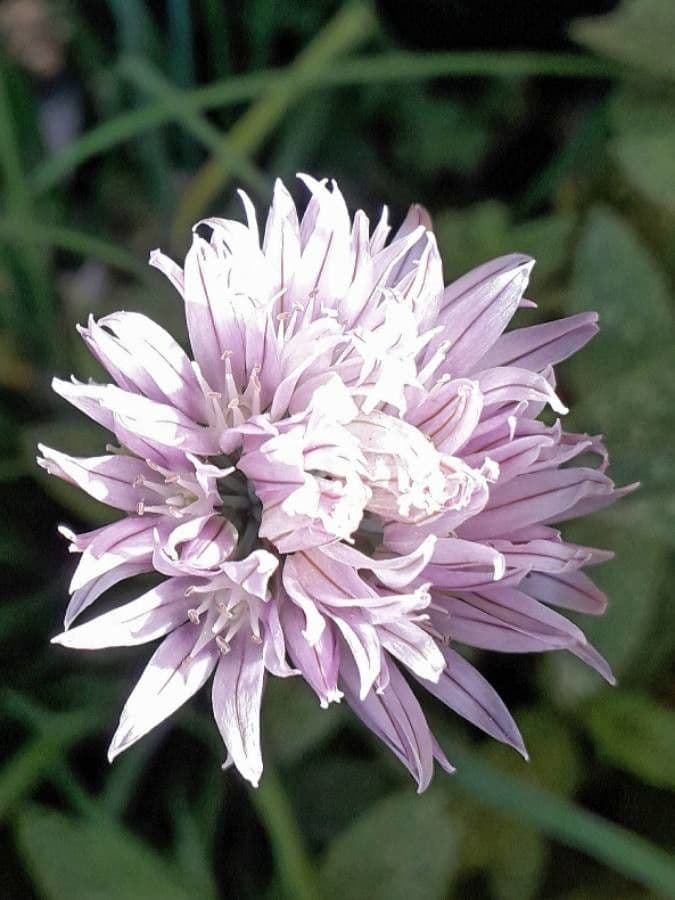 Erba cipollina 9