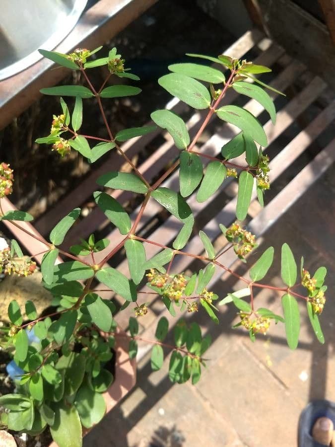 Euforbia pendula 18