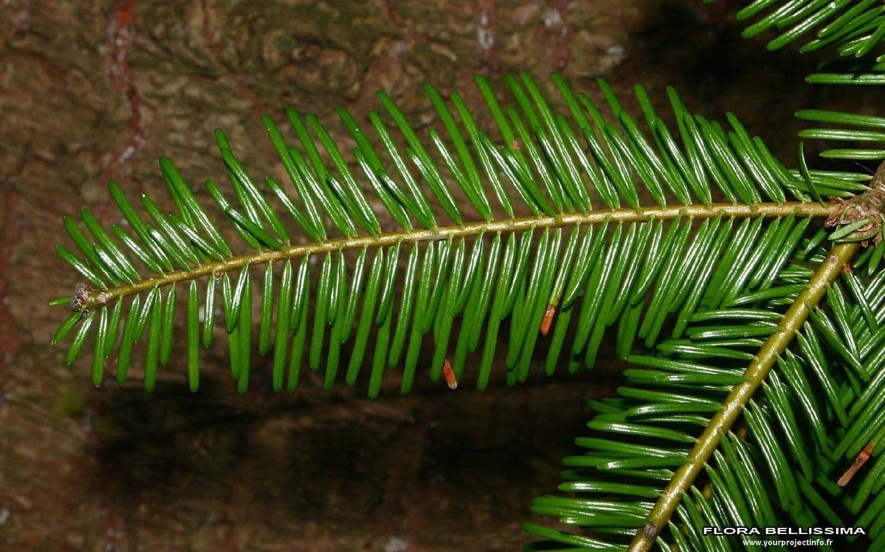 Sapin géant 13
