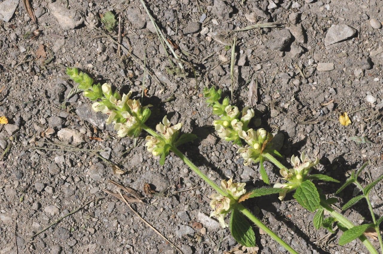 Stregona gialla 26