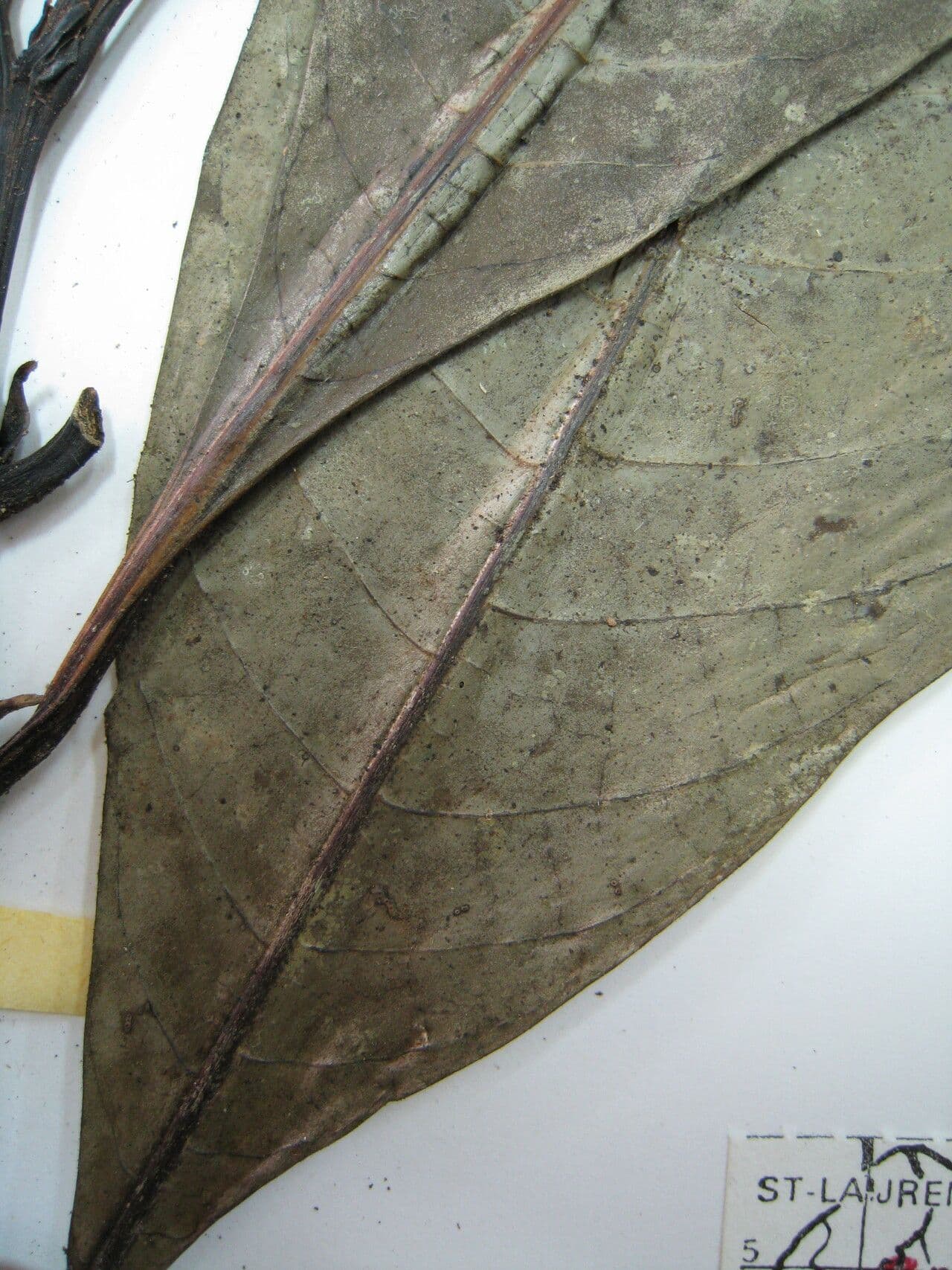 Palicourea 3