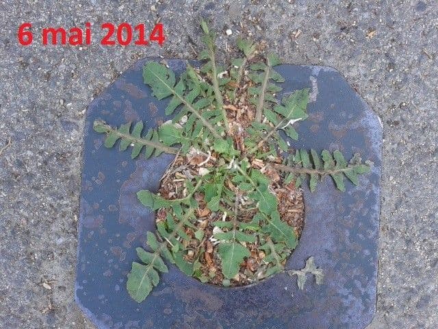 Bursabladiger Pippau 26