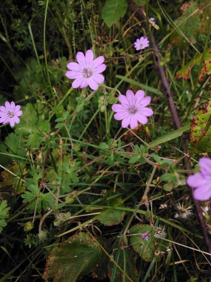 Pyrenäen-Storchschnabel 9