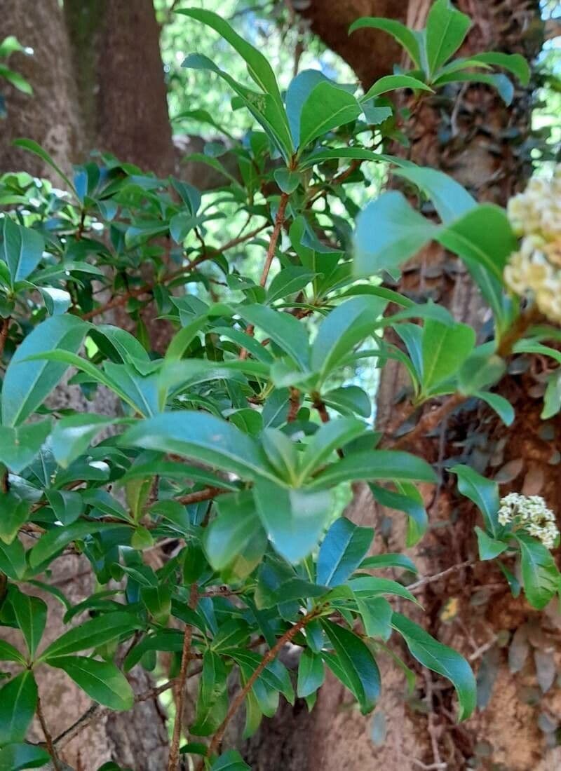 Cordia 4