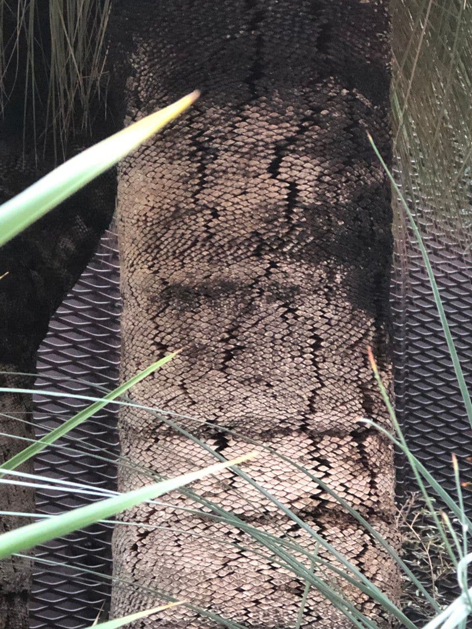 Xanthorrhoea glauca 11