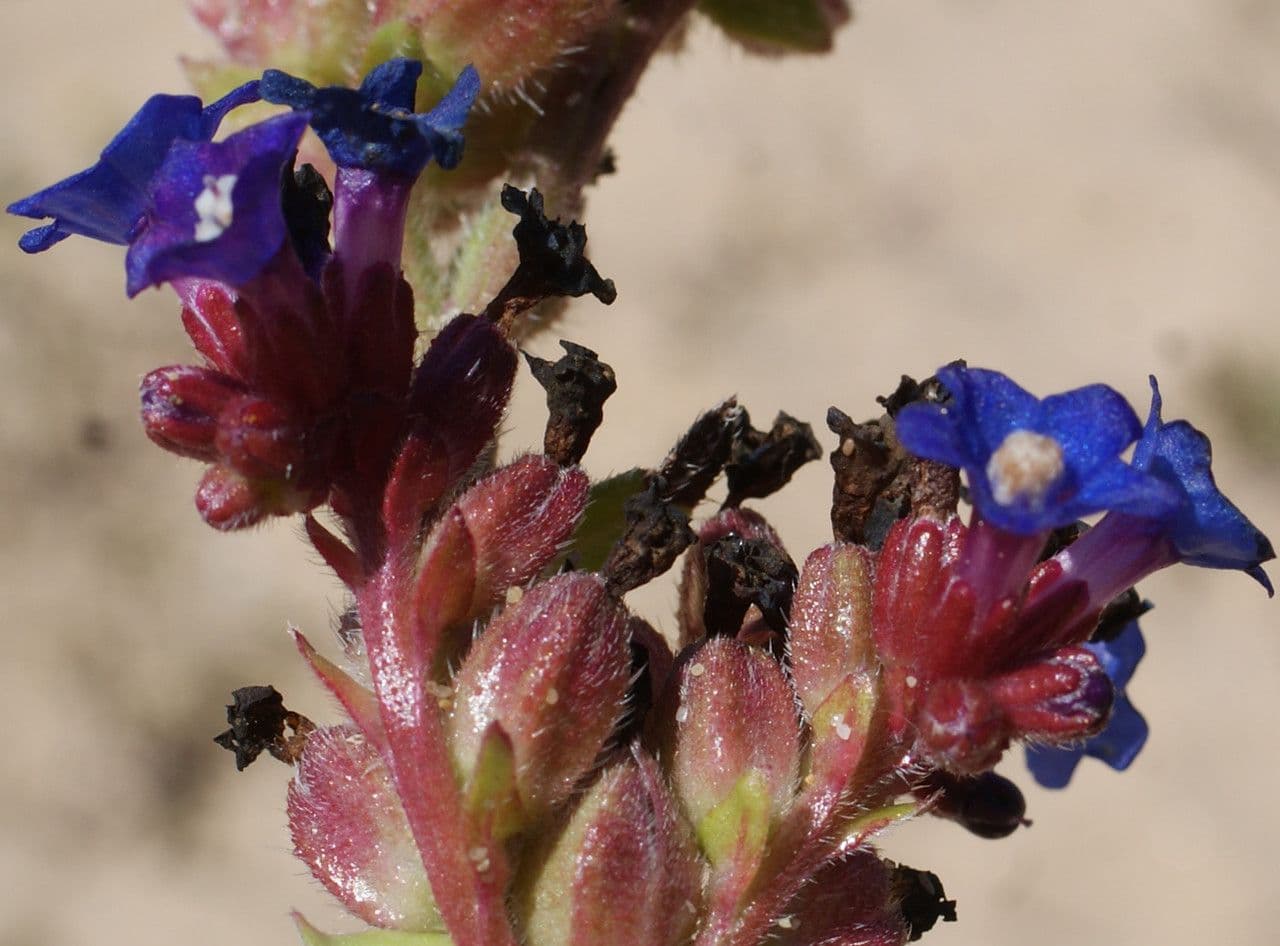 Anchusa 2