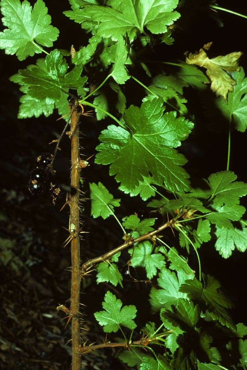 Ribes lacustre 14
