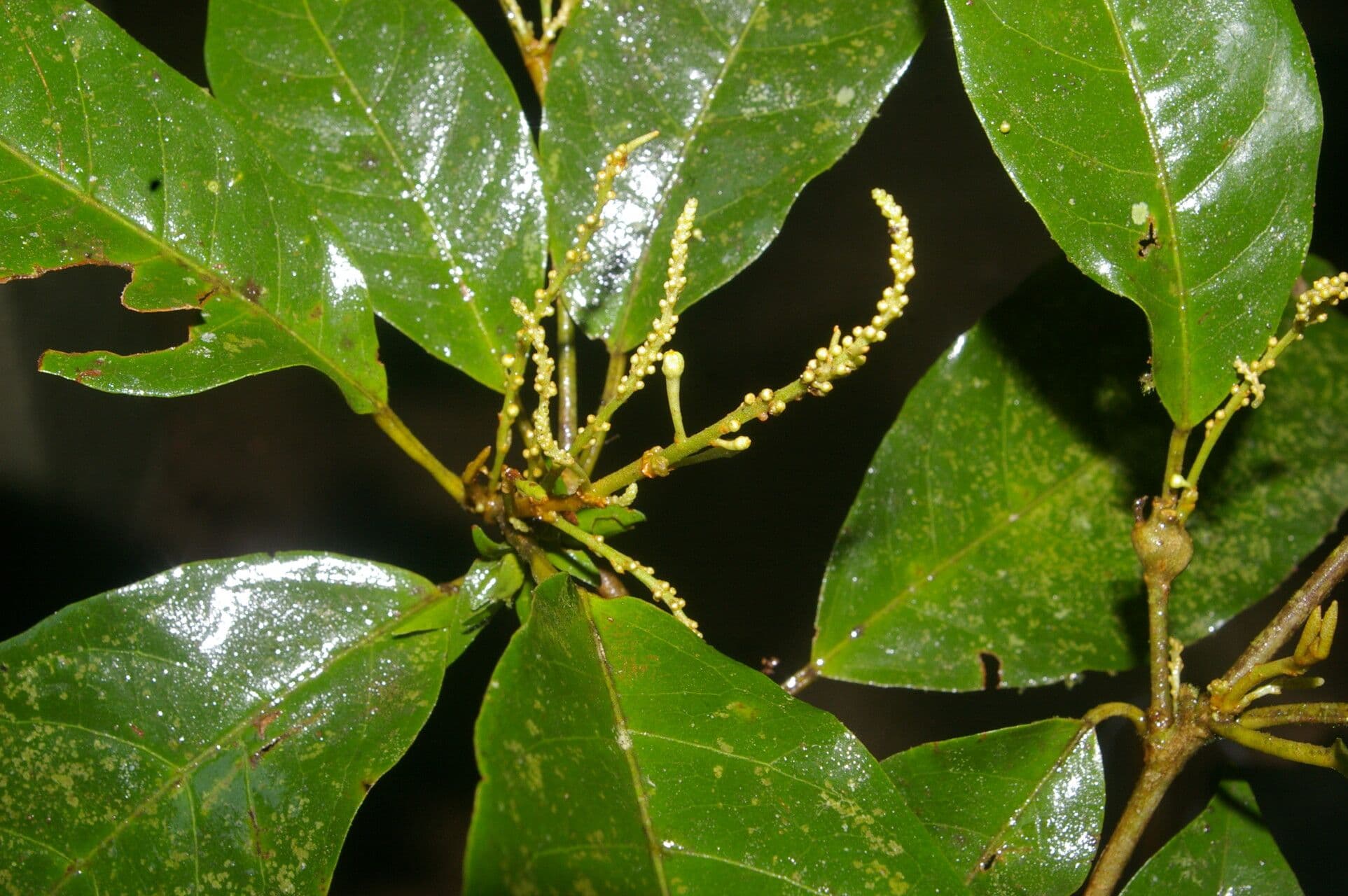 Croton 11