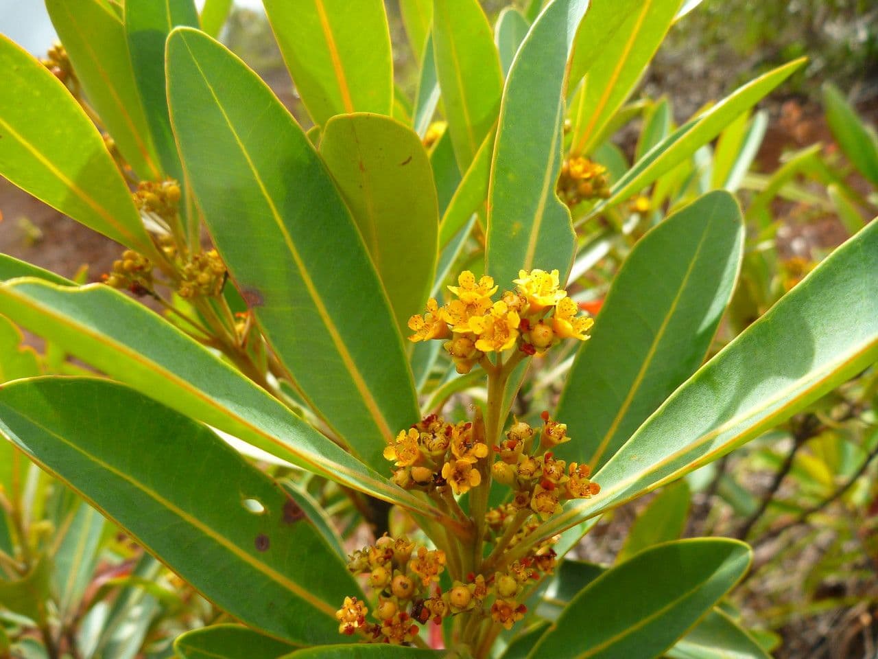 Tristaniopsis 15