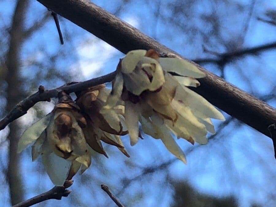 Winterblüte 10