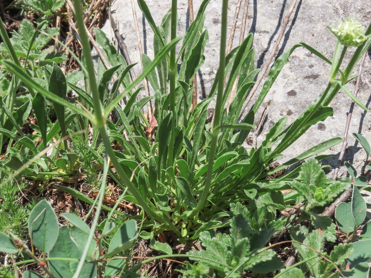 Saponaria bellidifolia 20