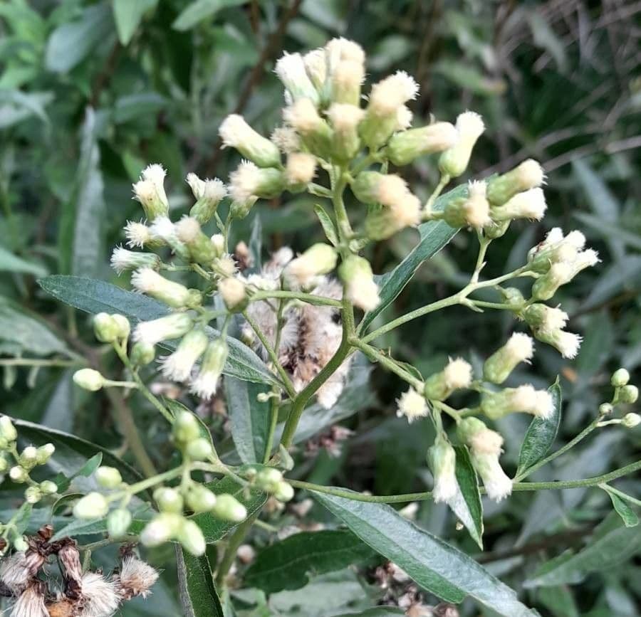 Baccharis 2