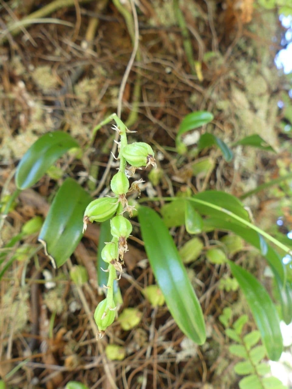 Bulbophyllum