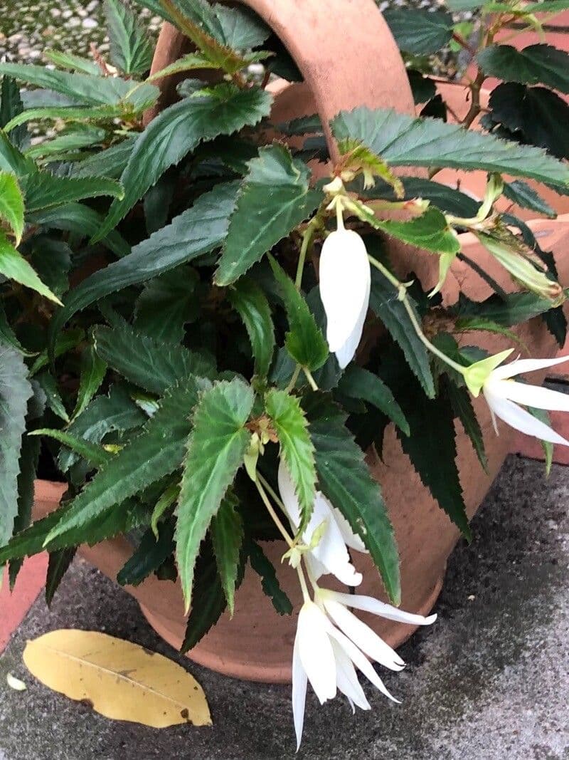 Begonia boliviana 21