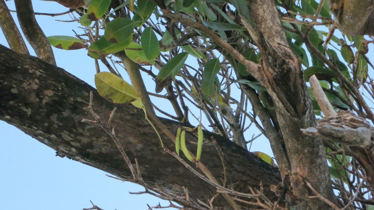 Tabebuia 26