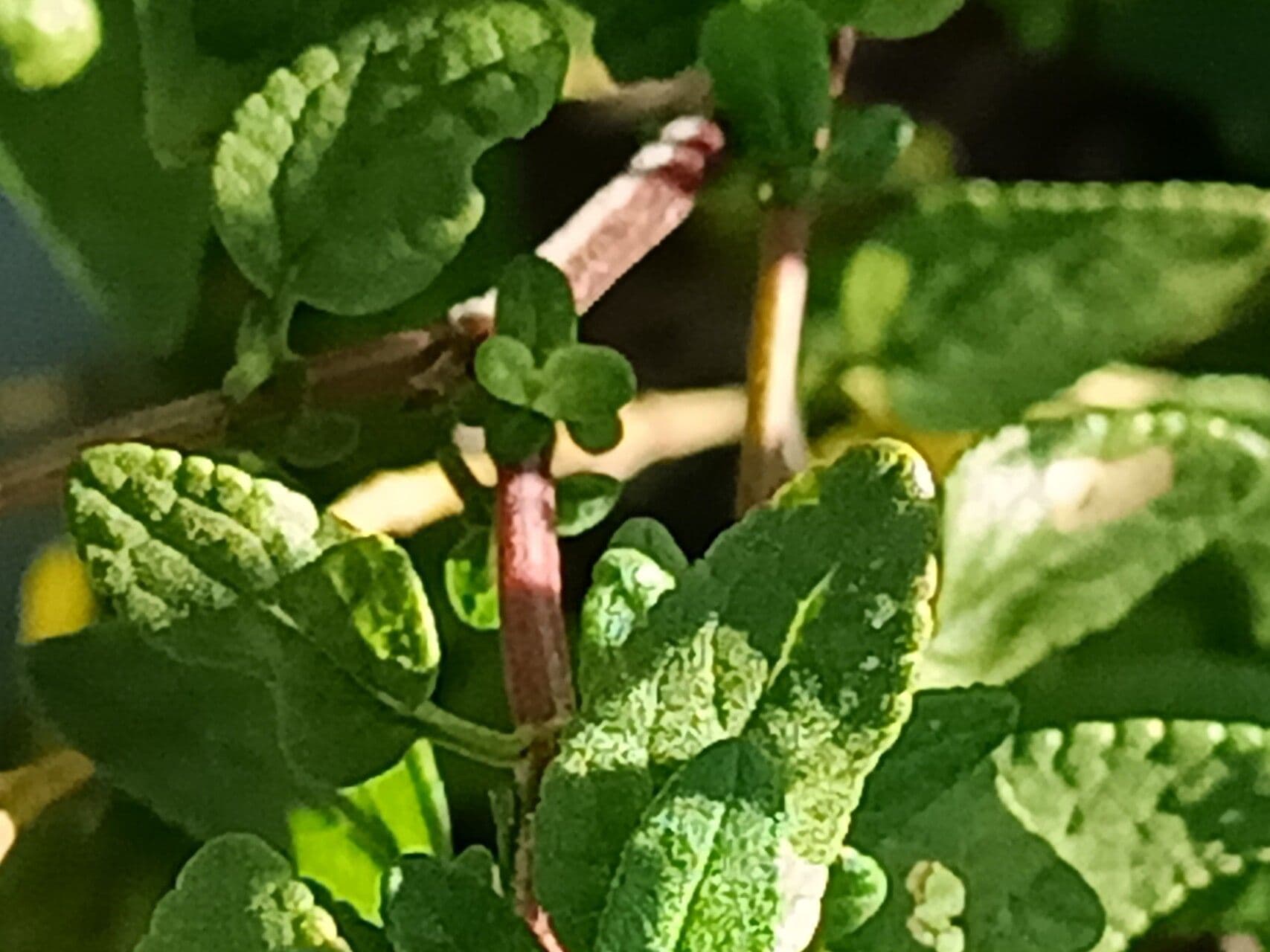 Salvia a foglie piccole 25