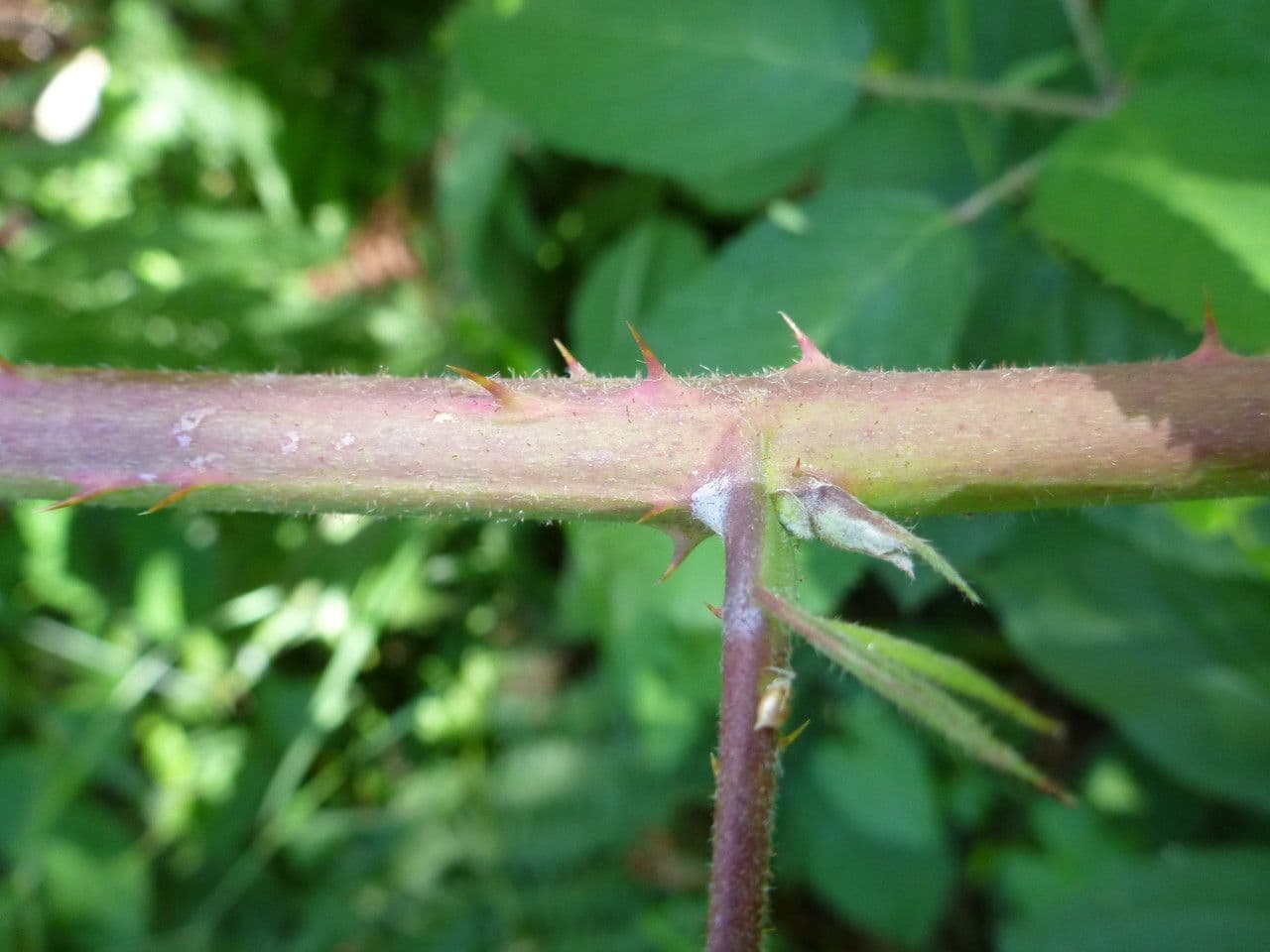 Großährige Brombeere 15