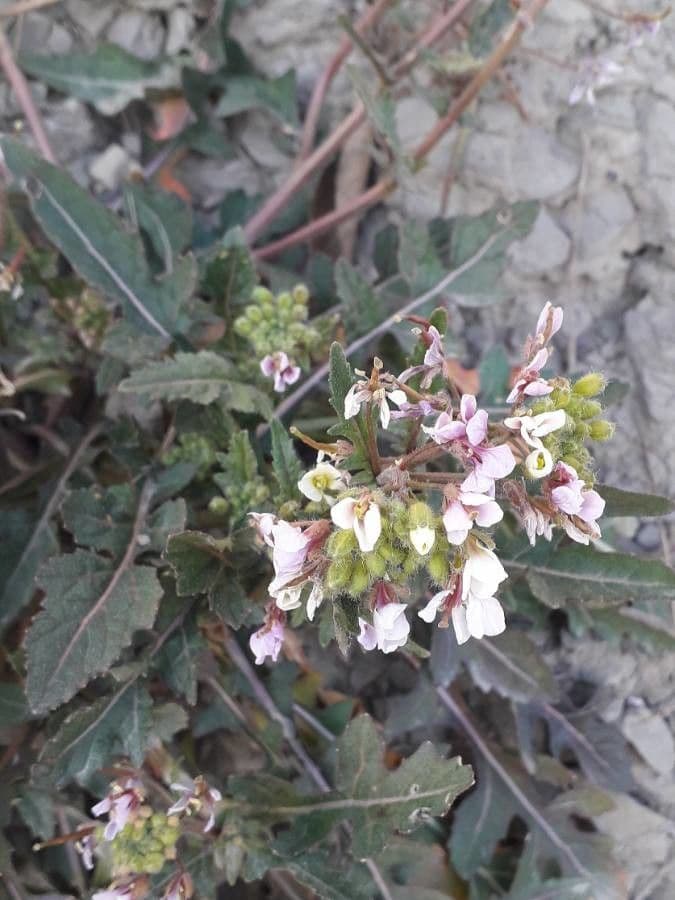 Rucola selvatica 10