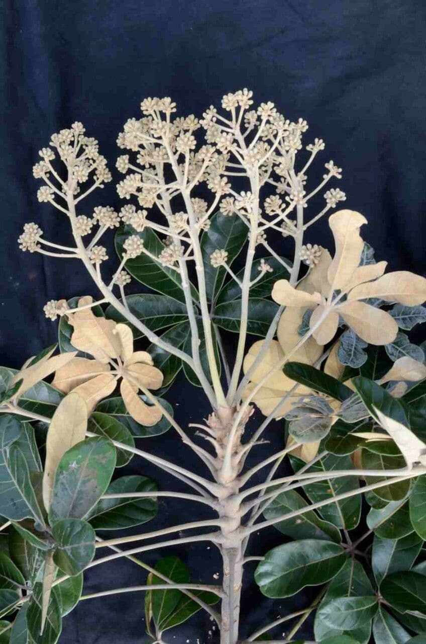 Didymopanax macrocarpus 9
