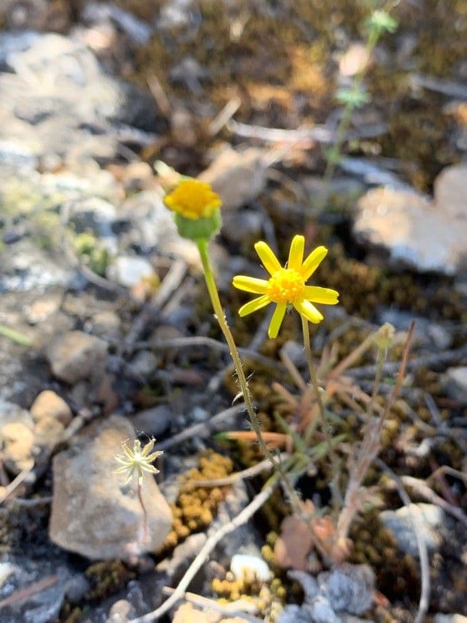 Senecio transitorio 16