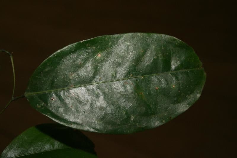 Bocoa 4