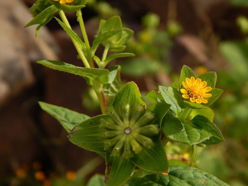 Melampodium 7