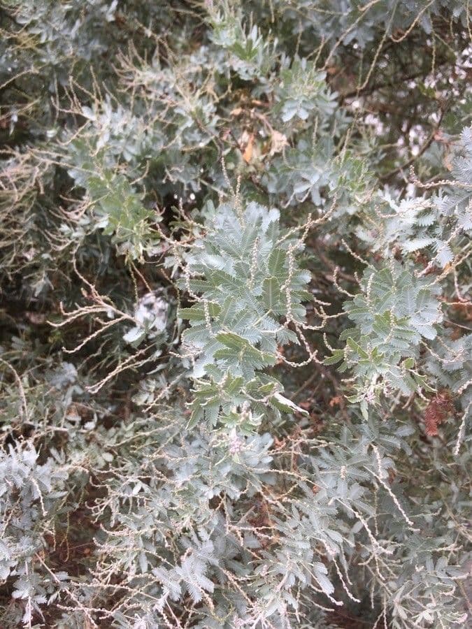 Acacia di Bailey 30