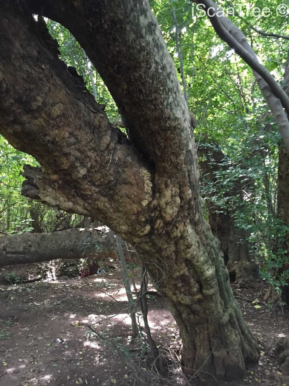 Combretum 13