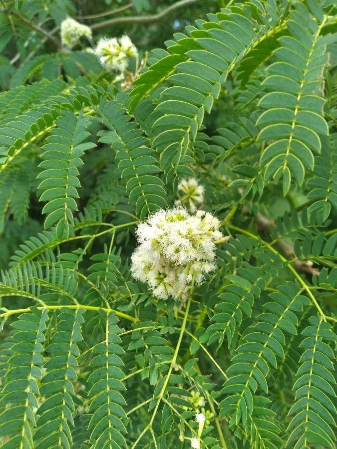 Ohrtrugnussbaum 6