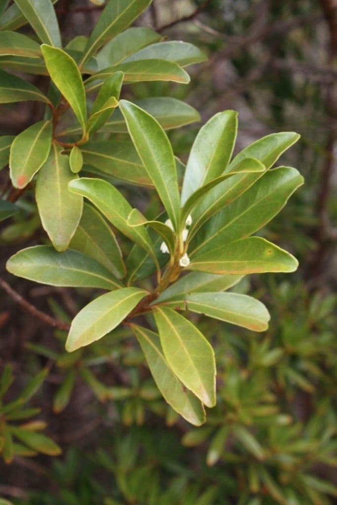 Elaeocarpus 6