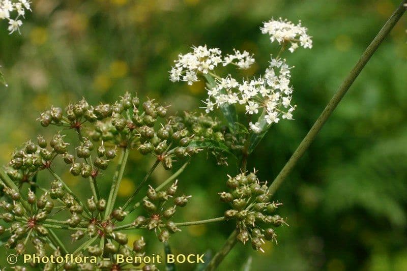 Wasserschierling 26