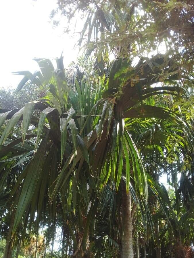 Sabal mauritijský 6