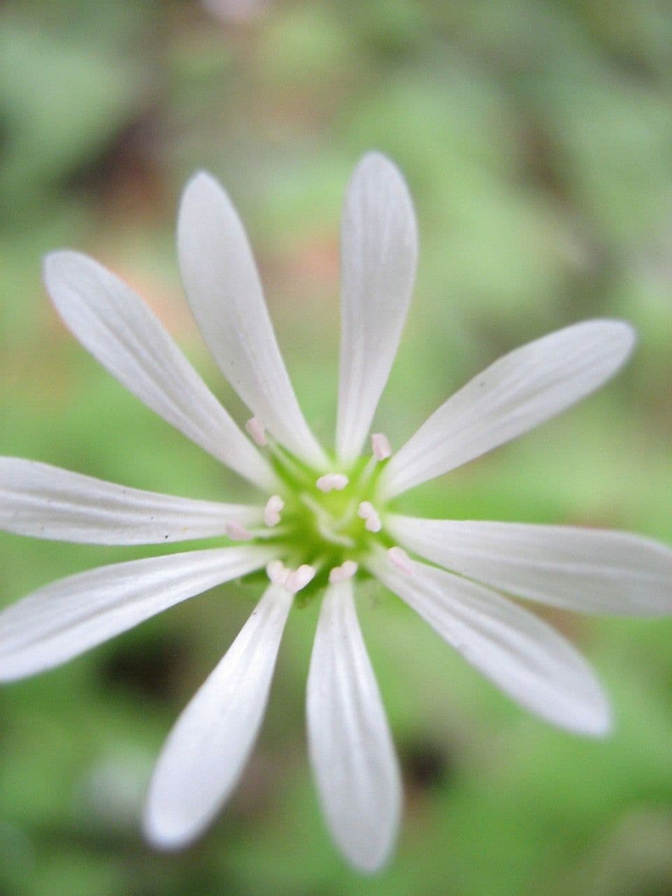 Stellaria cuspidata 3