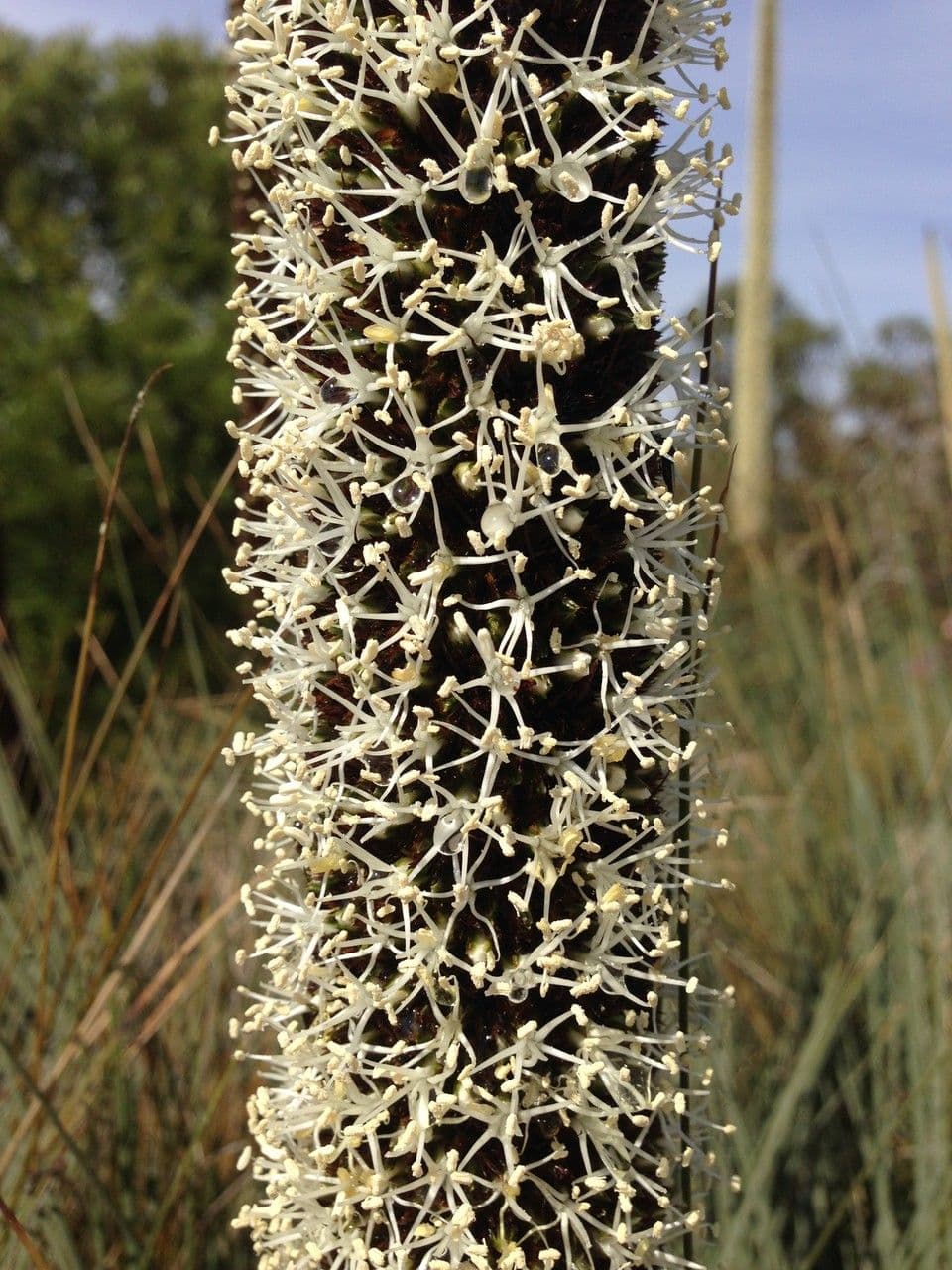 Xanthorrhoea glauca