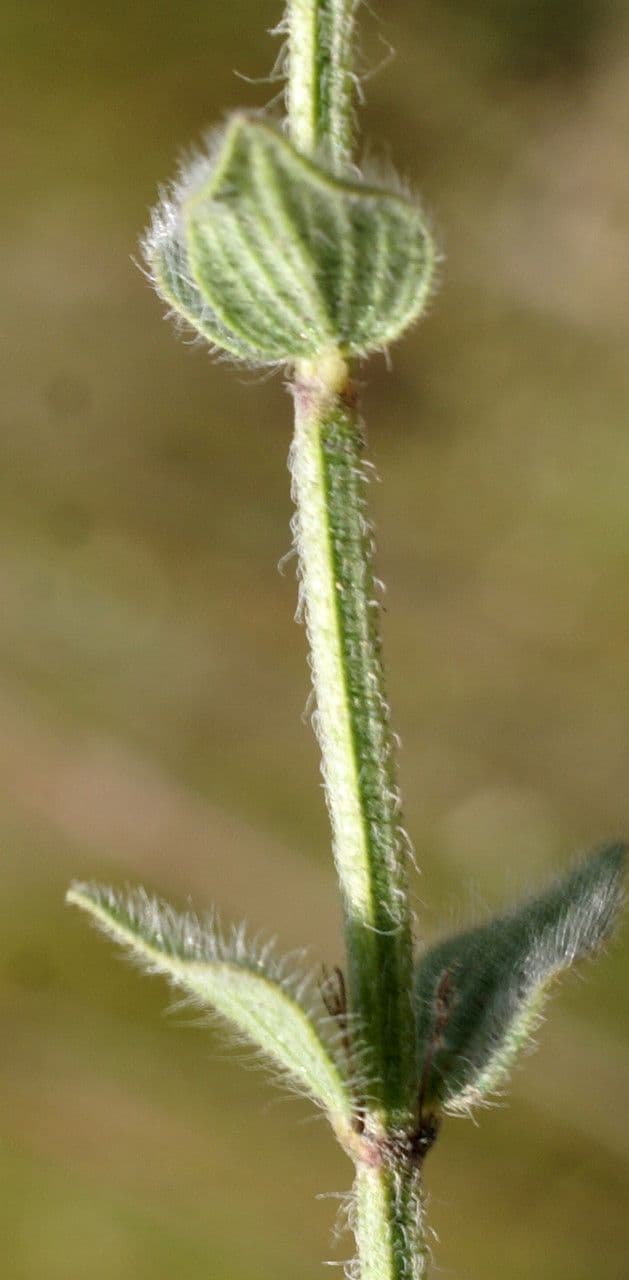 Micromeria 8