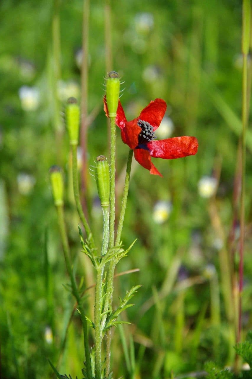 Sand-Mohn 11