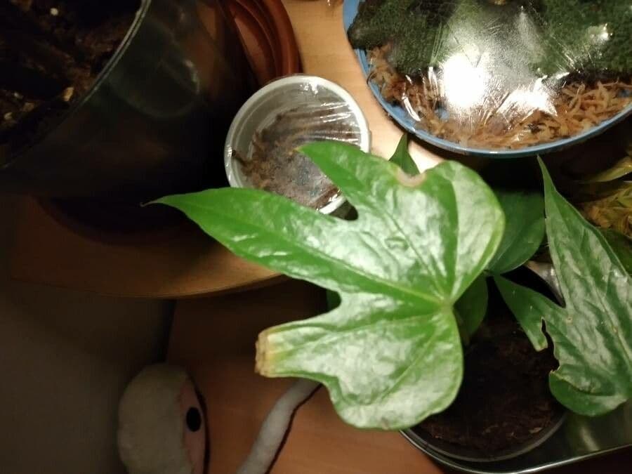 Anthurium