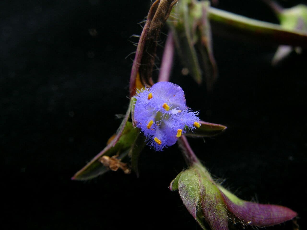 Cyanotis vaga 5
