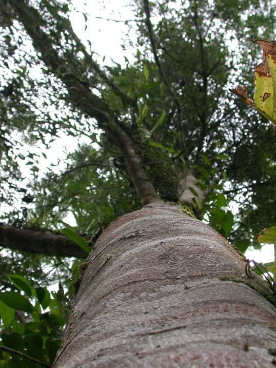 Stryphnodendron 18