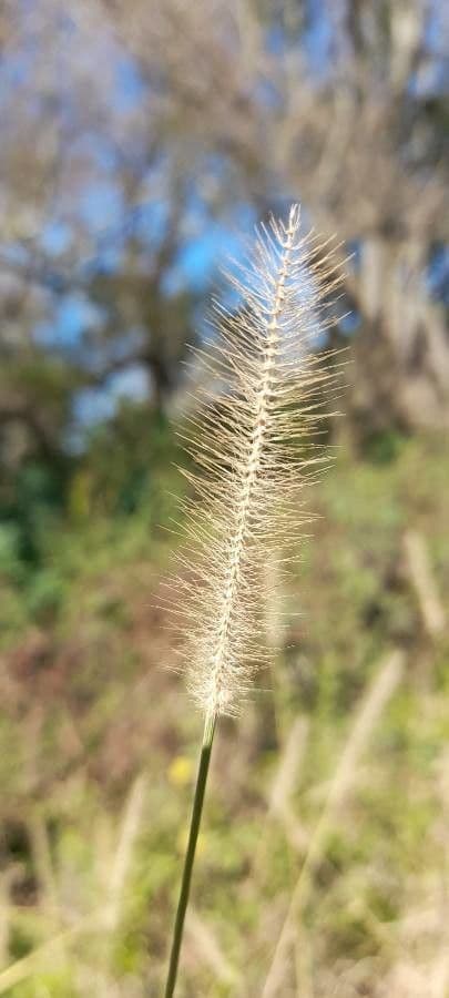 Setaria minore 4