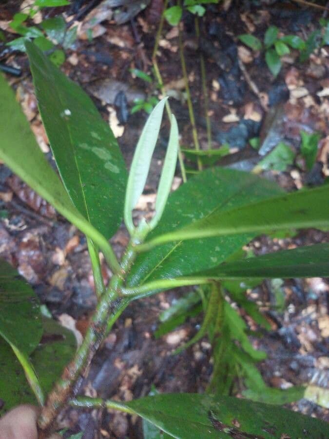 Manilkara 4