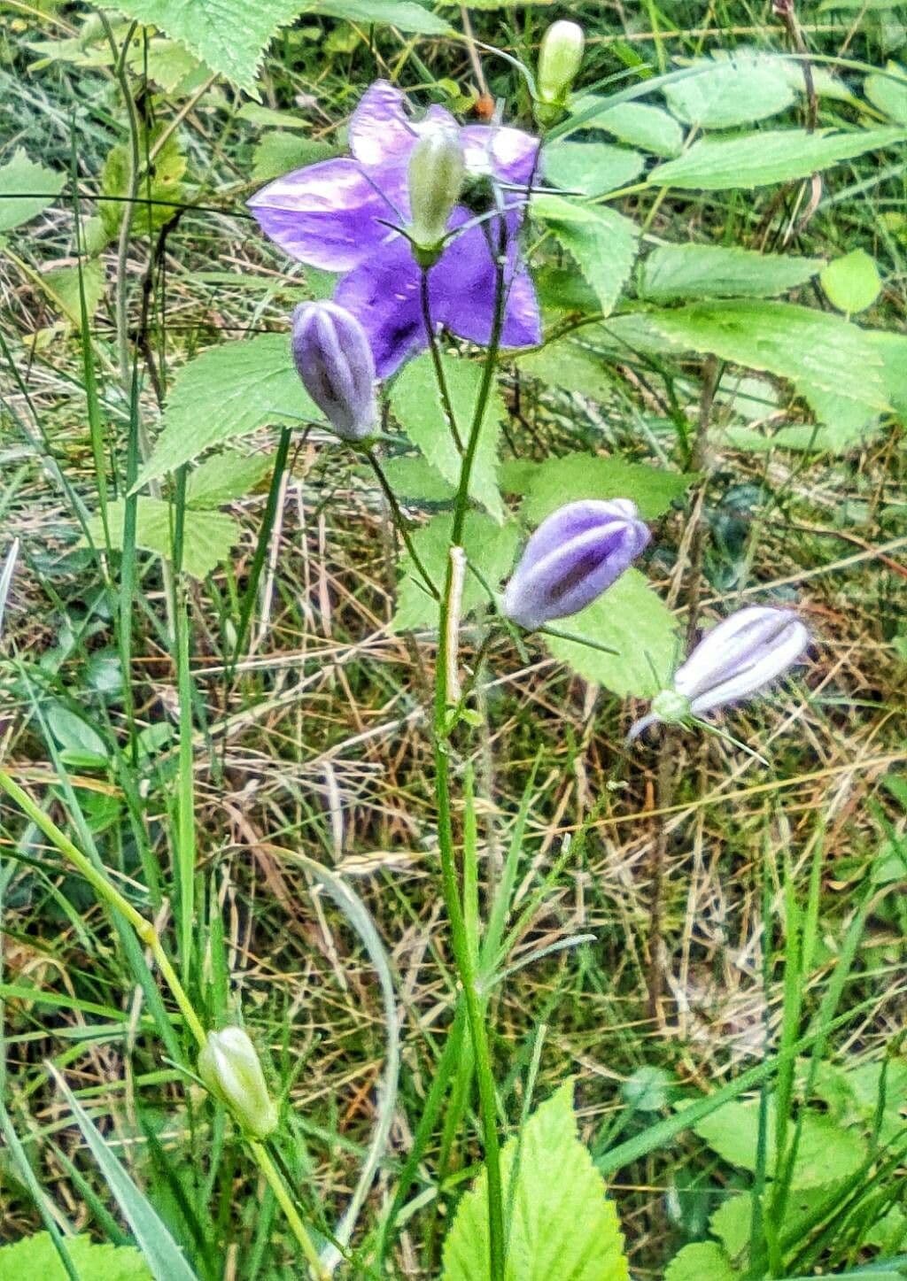 Rundblättrige Glockenblume 29