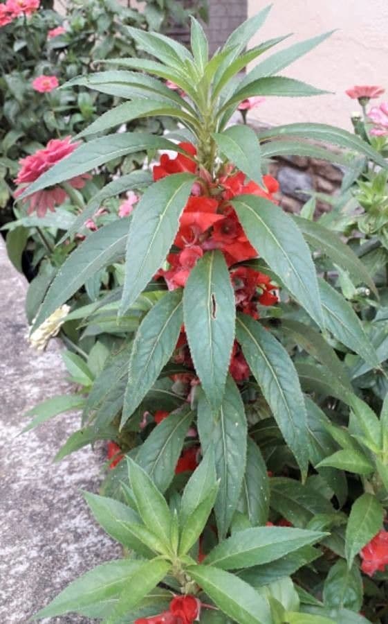 Balsamina 20