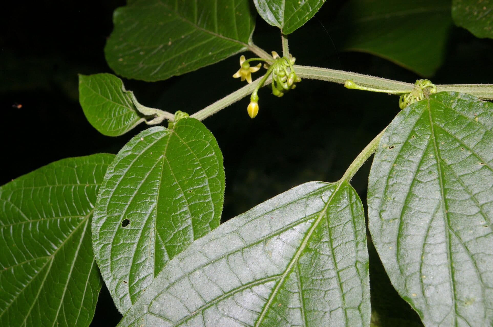 Witheringia 9