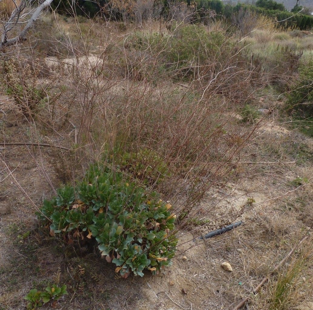 Limonio 9