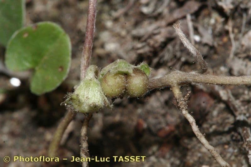 Dichondra a fiore piccolo 2