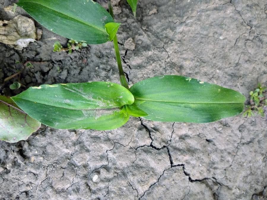 Commelina comune 18