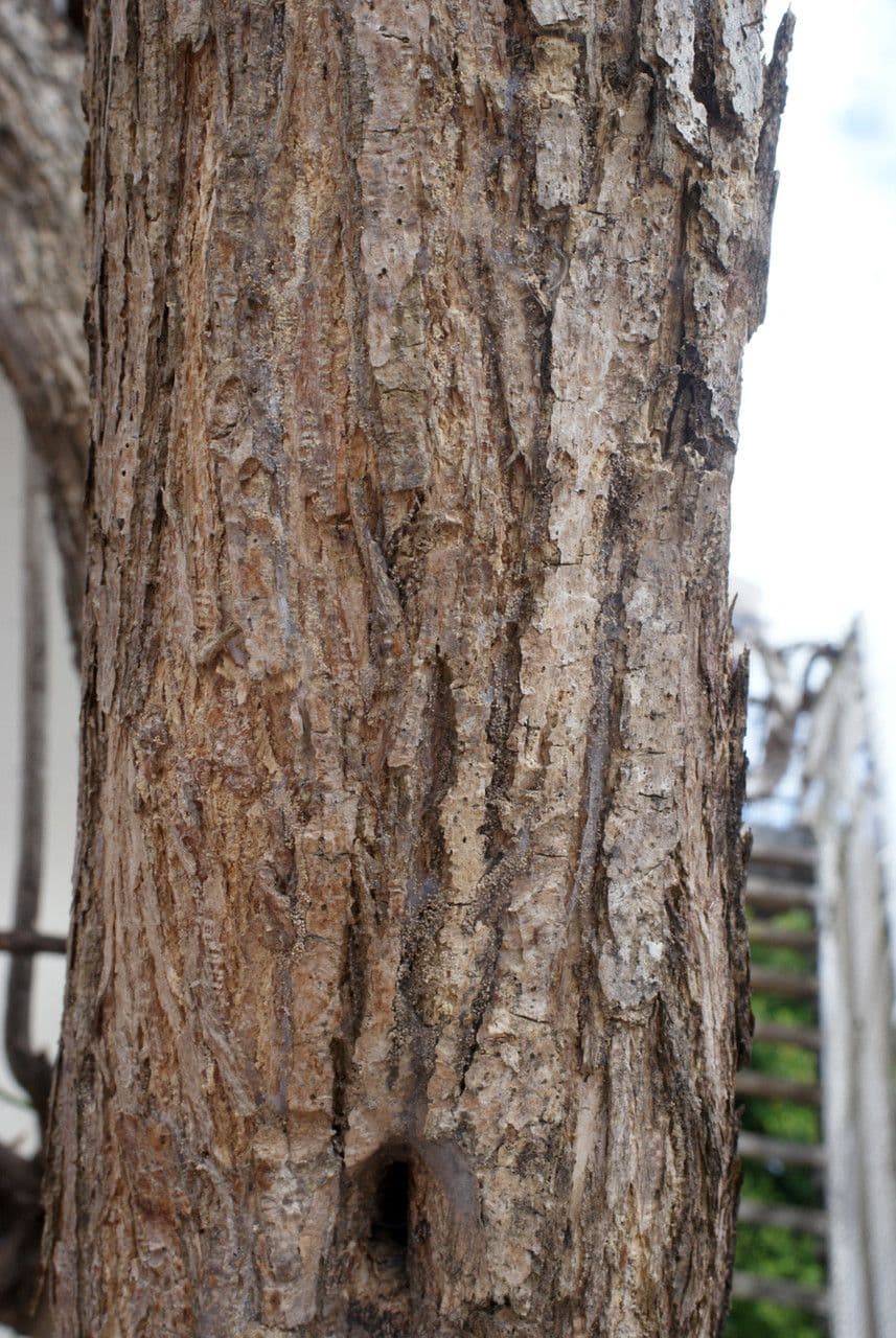 Lonchocarpus 19