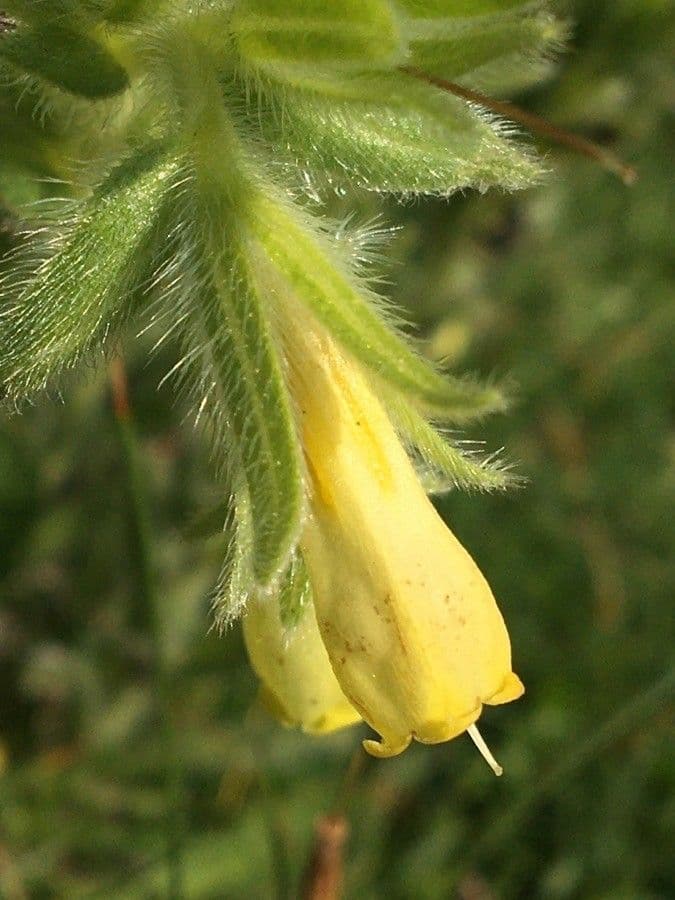Onosma 6